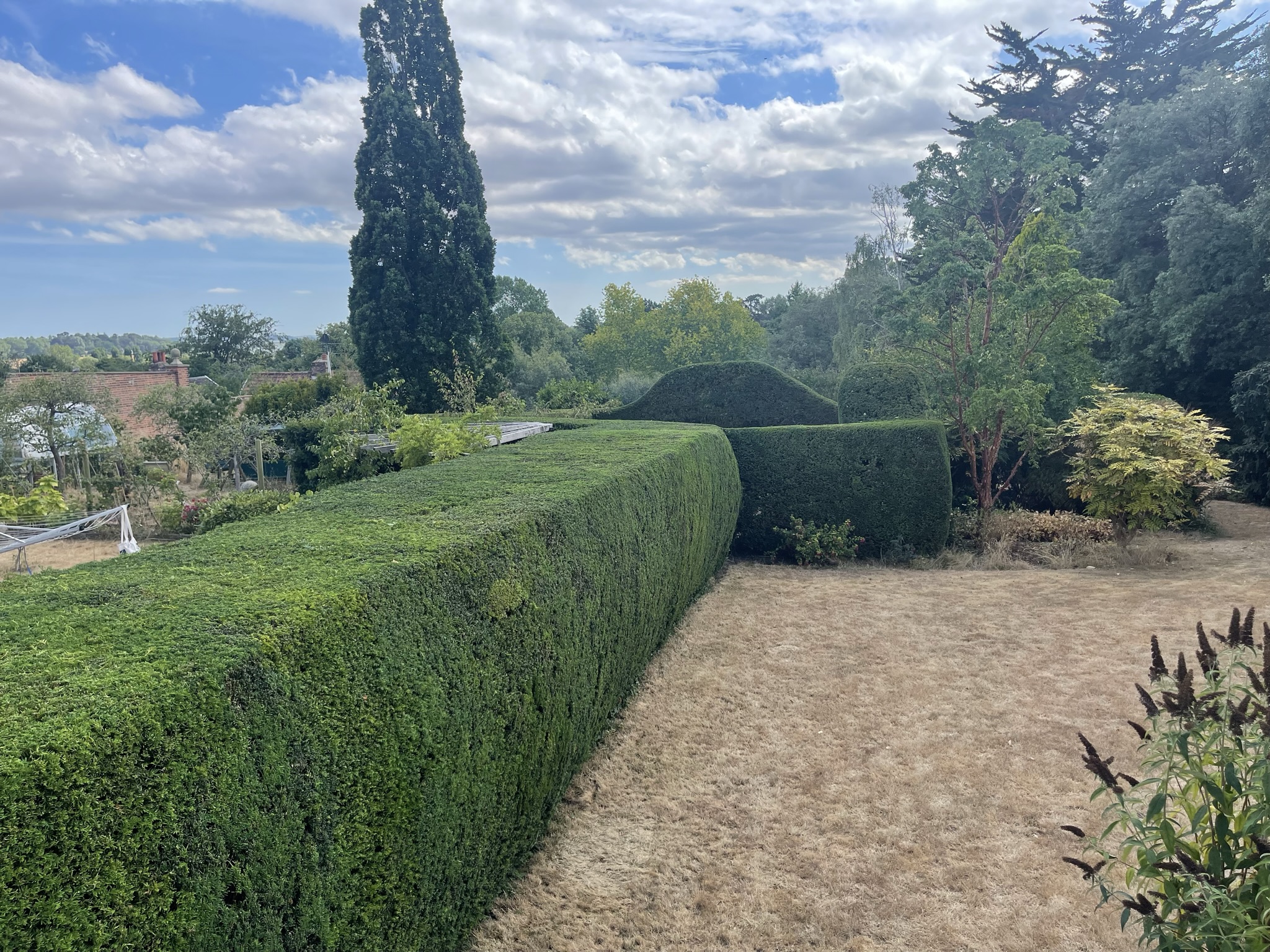 Tree and Hedge Pruning | MB Trees