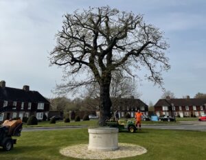 Large oak tree that has had deadwood removed and crown reduced by qualifies tree surgeons in Holbrook, Ipswich