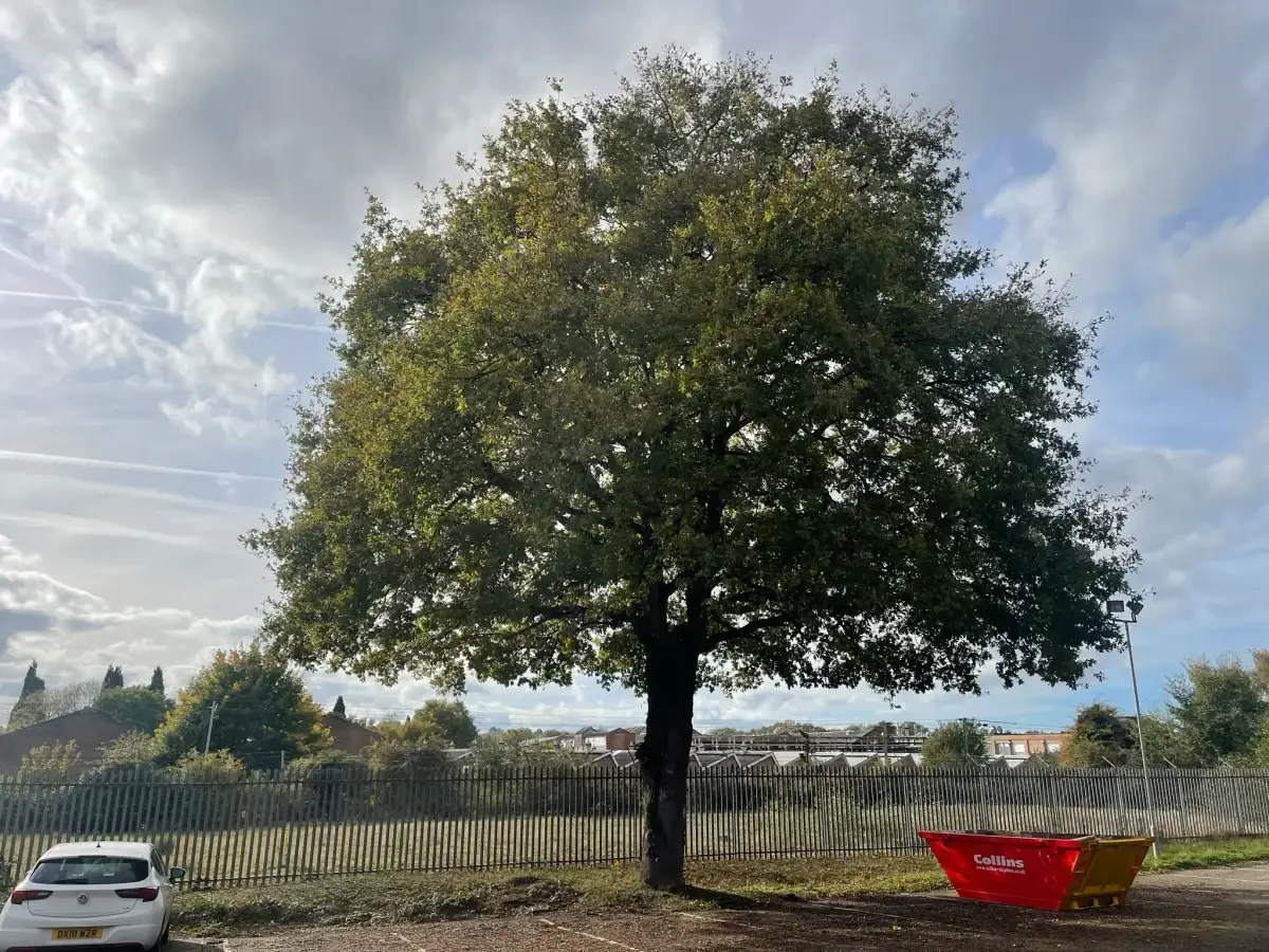 Crown lifting By tree surgeons in Suffolk