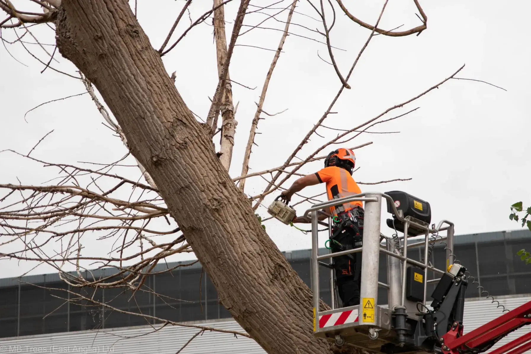 Tree surgeon performing deadwood removal on a large poplar tree