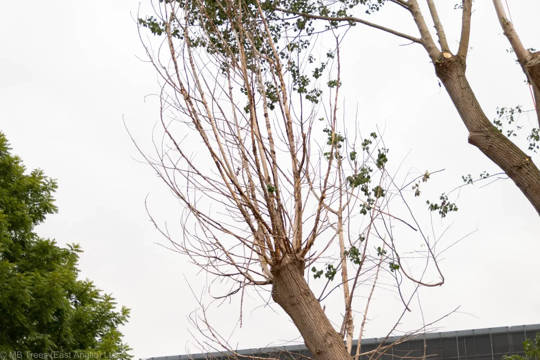 Dead wood and branches in a tree requiring removal