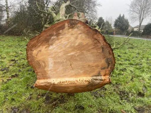 Cross section of dead tree after being felled by a tree surgeon in Thurston