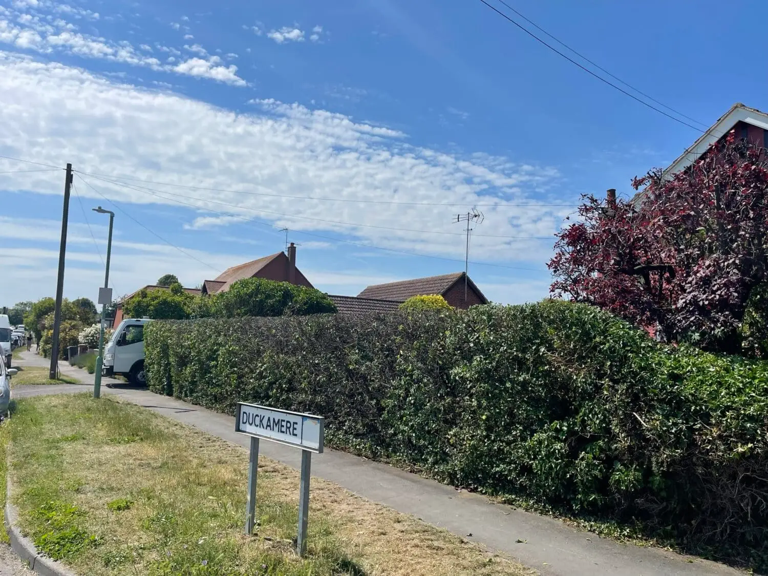 Hedge Trimming in Bramford | MB Trees