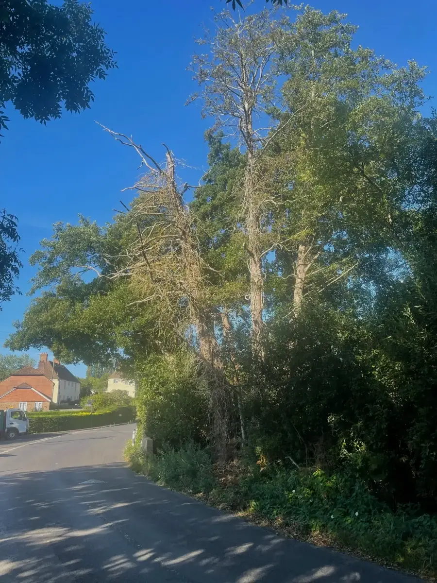 Large dead tree requiring removal by professional tree surgeons in Kent.