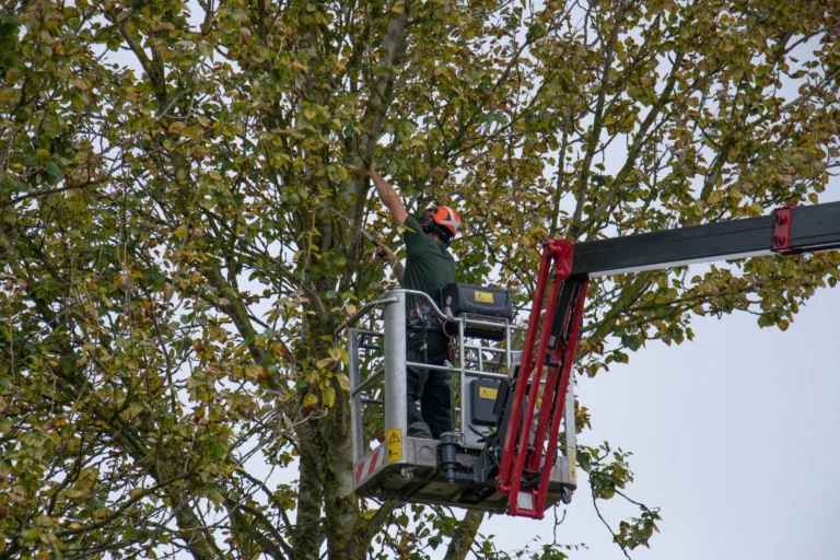 Tree surgeon in Bury St Edmunds using a cherry picker to carry out high-level tree pruning safely