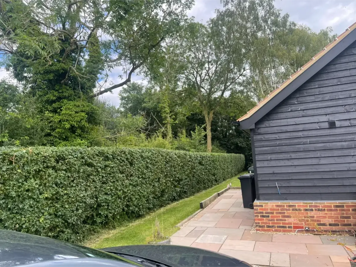 Neat maple hedge after hedge pruning in Forward green