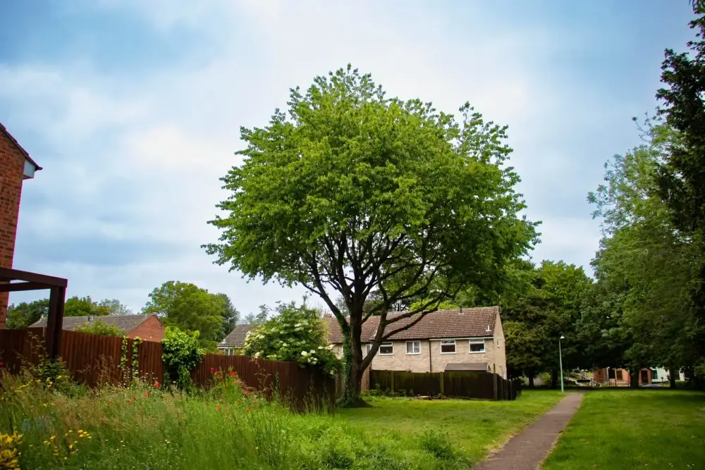 Results of the work of professional tree surgeons in Needham Market