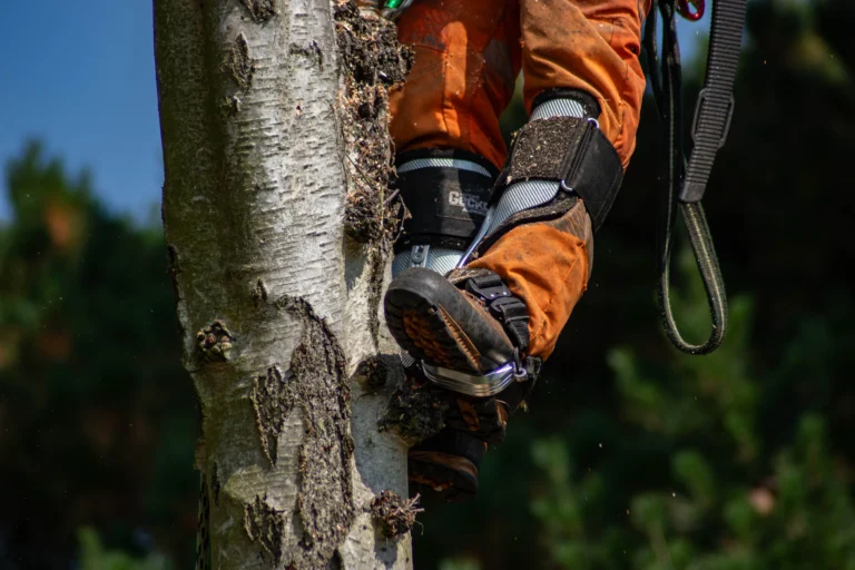 Tree Surgeon in Ipswich