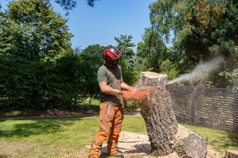 Tree surgeon cutting a tree in Ipswich