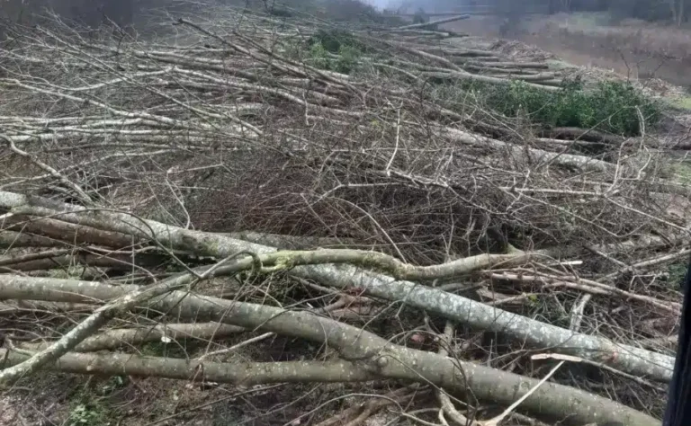 Site Clearance Chelmsford