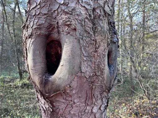 Visible cavities in the trunk of the Sycamore tree near Sizewell B, indicating areas of potential decay.
