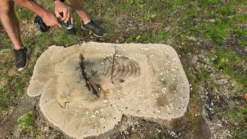 Evenly spaced treatment holes being drilled around a large tree stump.
