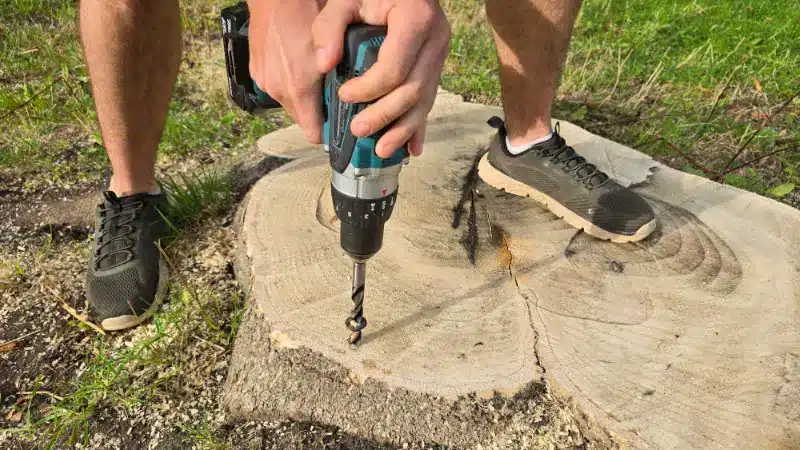 Arborist drilling into the outer edge of a Tree of Heaven stump.