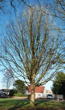 Dead tree requiring removal by a tree surgeon in Thurston