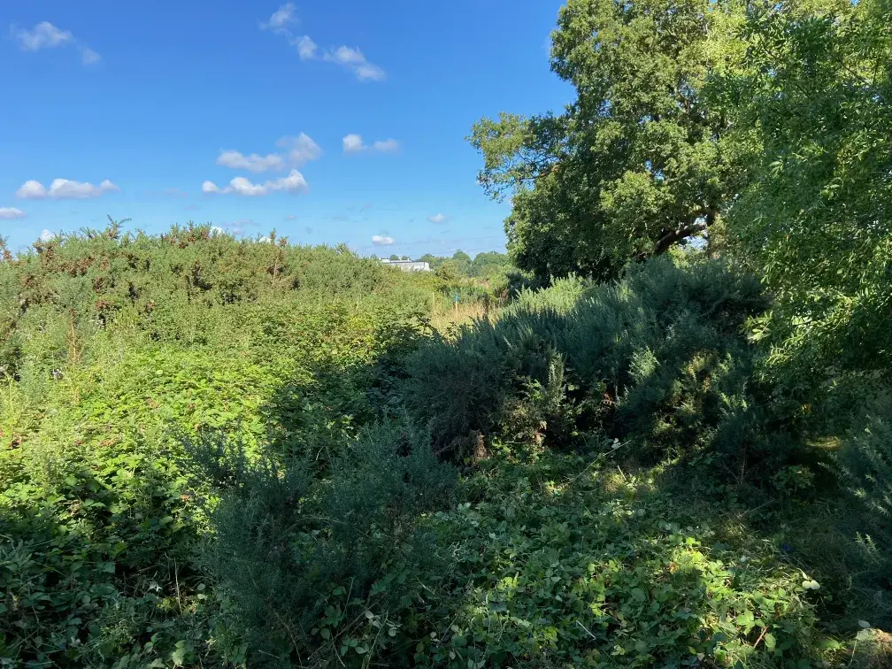 Overgrown site requiring site clearance in Norwich to allow access to underground powerlines