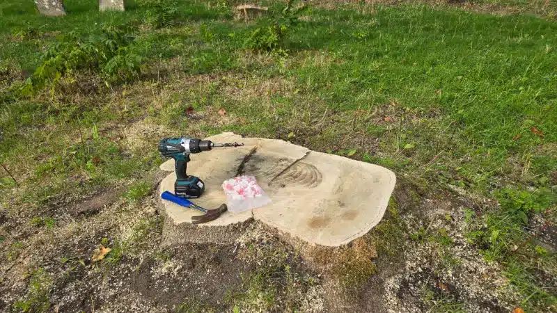 Drill, treatment plugs and hand tools arranged on a large Tree of Heaven stump.